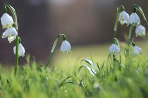 snowflake, early bloomer, white
