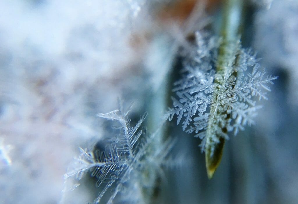 snowflakes, macro, frost