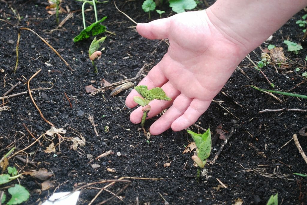 soil, hands, earth