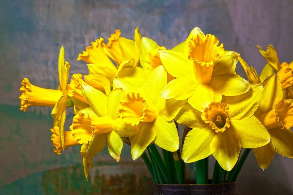 spring, narcissus, amaryllis plant