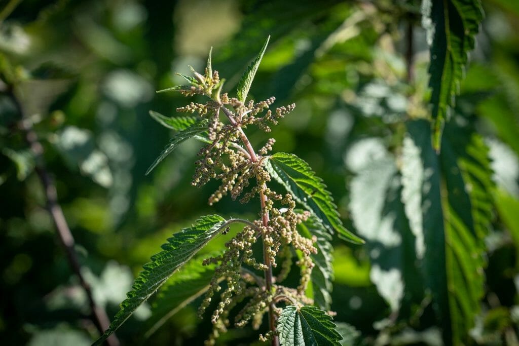 stinging nettle, green, plant