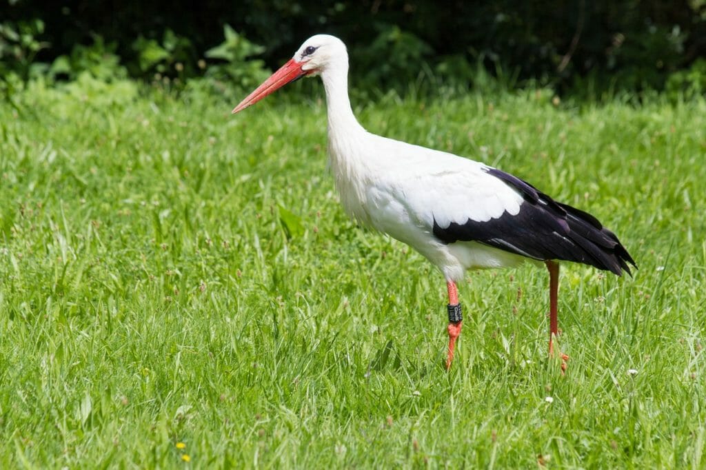 stork, white stork, ciconia ciconia