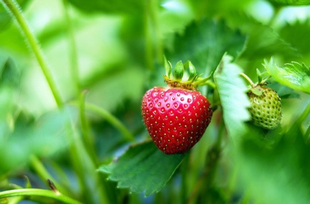 strawberries, fruit, red