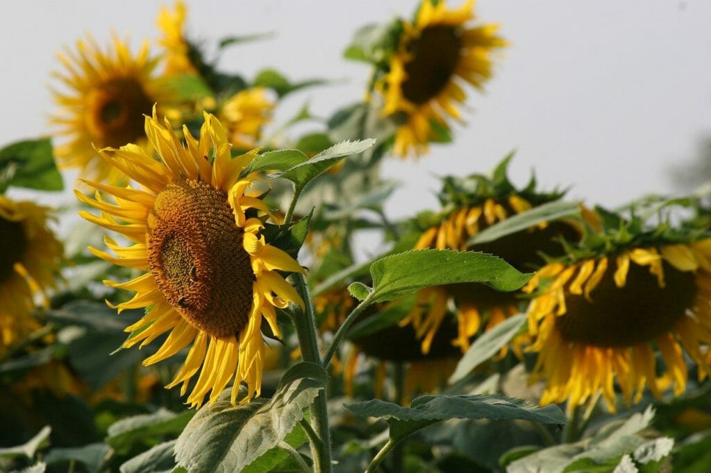 sunflower, blossom, bloom