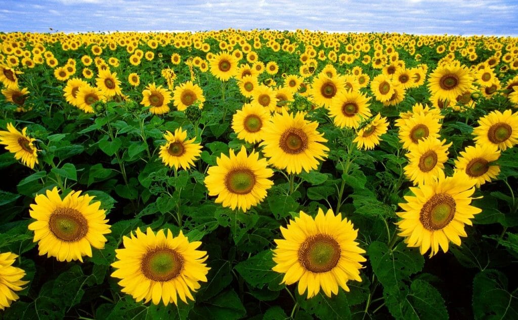 sunflower, sunflower field, flora