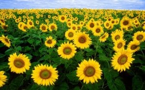 sunflower, sunflower field, flora
