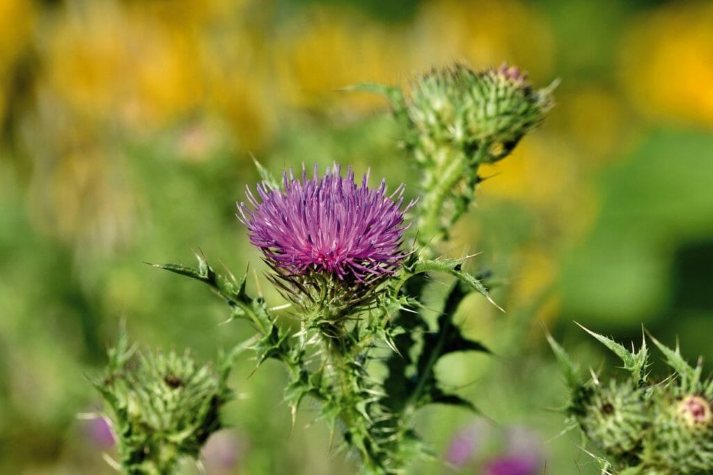 thistle, arctium, blossom