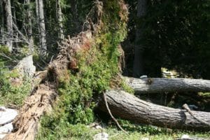 trees, plant, nature
