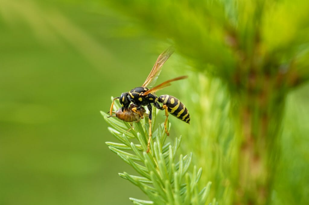 wasp, hornet, eat