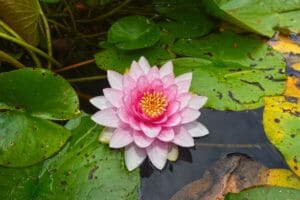 water lily, aquatic herb, plant