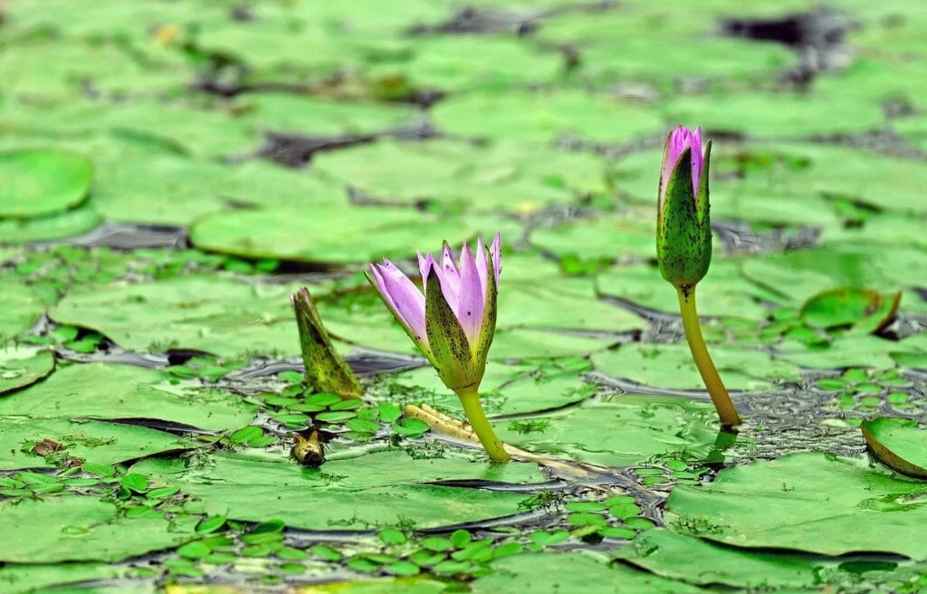 water lily, lily pads, pond