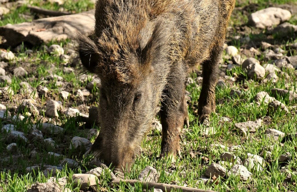 wild boars, pigs, nature