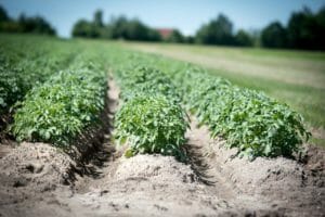 agriculture, potato, crop