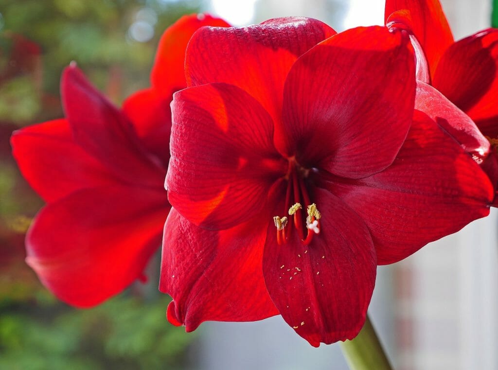 amaryllis, flowers, christmas