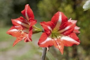 Amaryllis pflegen - So geht's