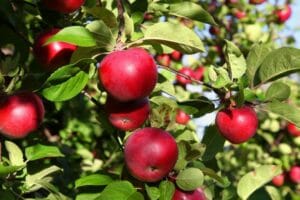 Apfelbaum pflanzen - so geht's