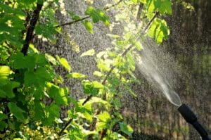 aphids, garden, drops