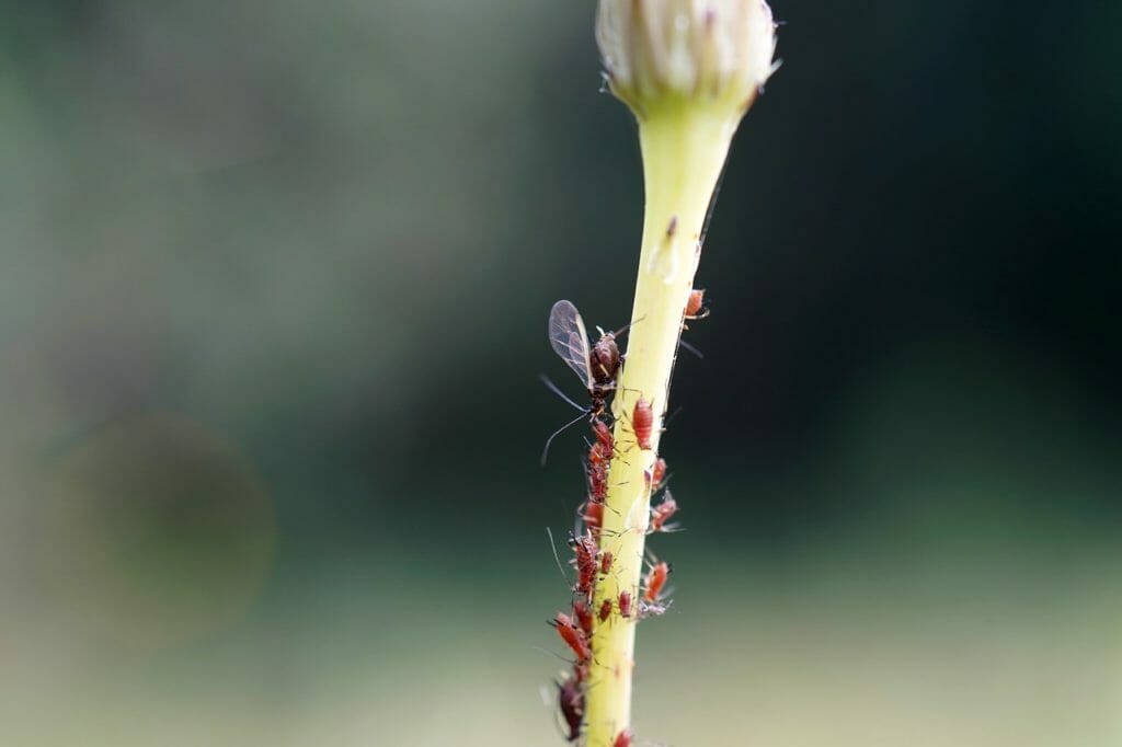 aphids, stem, macro