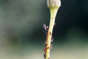 aphids, stem, macro