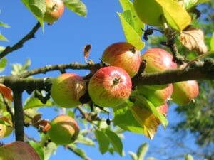 apple tree, orchard, apfelernte