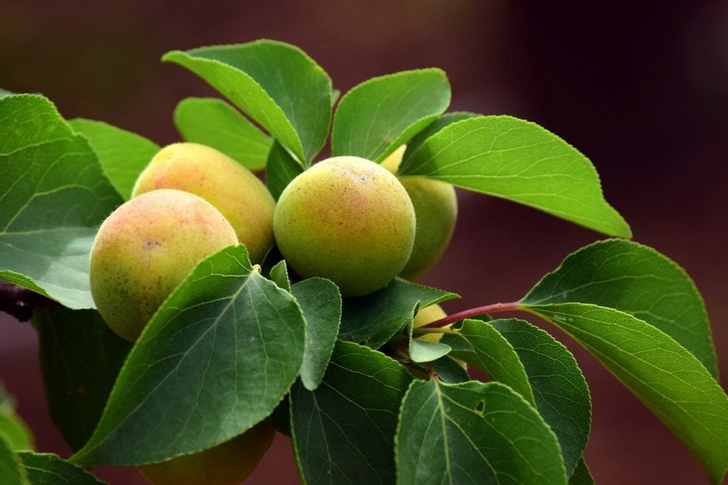 apricot, immature, fruit