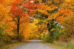 autumn, avenue, trees