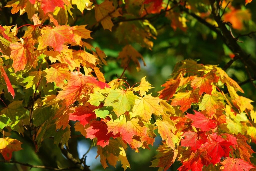 autumn, tree, leaves