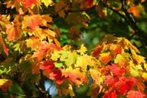 autumn, tree, leaves