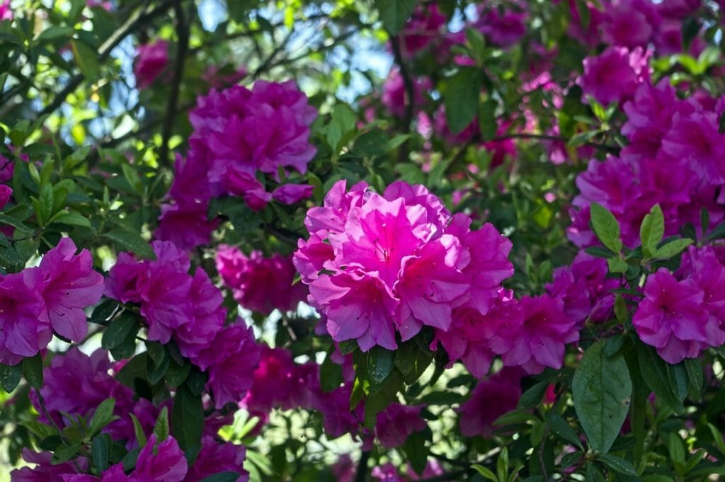 azaleas in pink splendor, blossoms, azalea