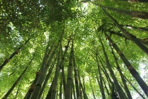 bamboo, bamboo forest, hawaii bamboo