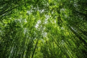 bamboo, forest, green