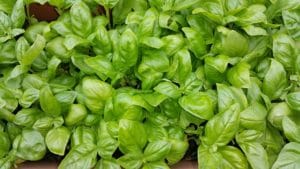 basil, green, summer