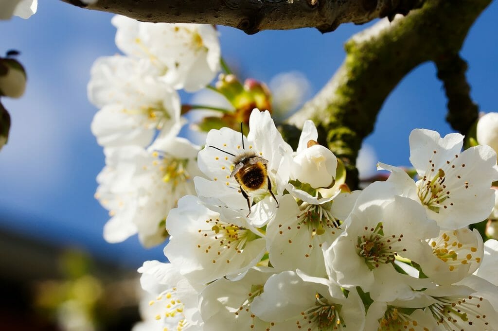 bee, insect, pollen
