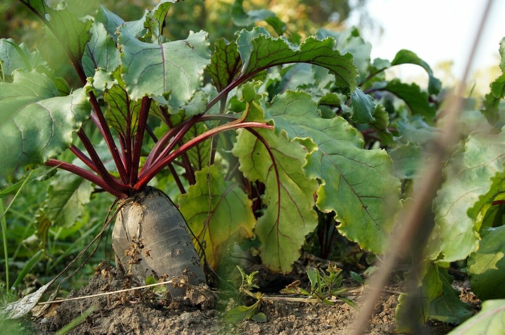 beet, ground, garden