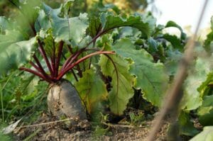 beet, ground, garden