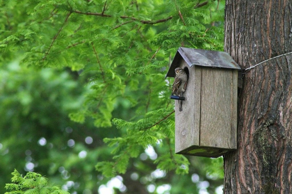 bird, birds, natural
