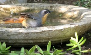 bird, robin, cape robin