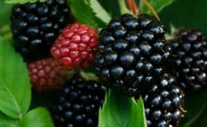 blackberry, blackberries, berries
