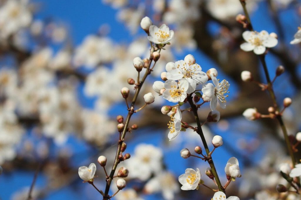 blackthorn, flowers, buds