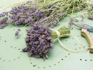Blumen trocknen - So klappt es