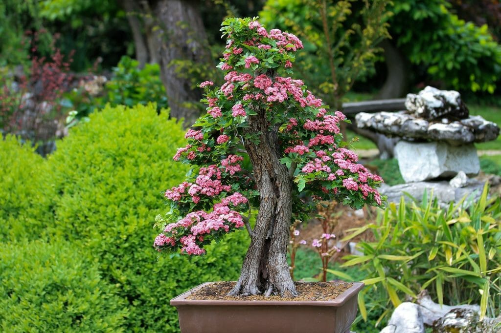 bonsai, dÃszgalagonya, vÃrágzó bonsai