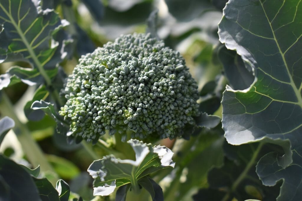 broccoli, garden, vegetable