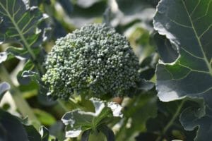 broccoli, garden, vegetable