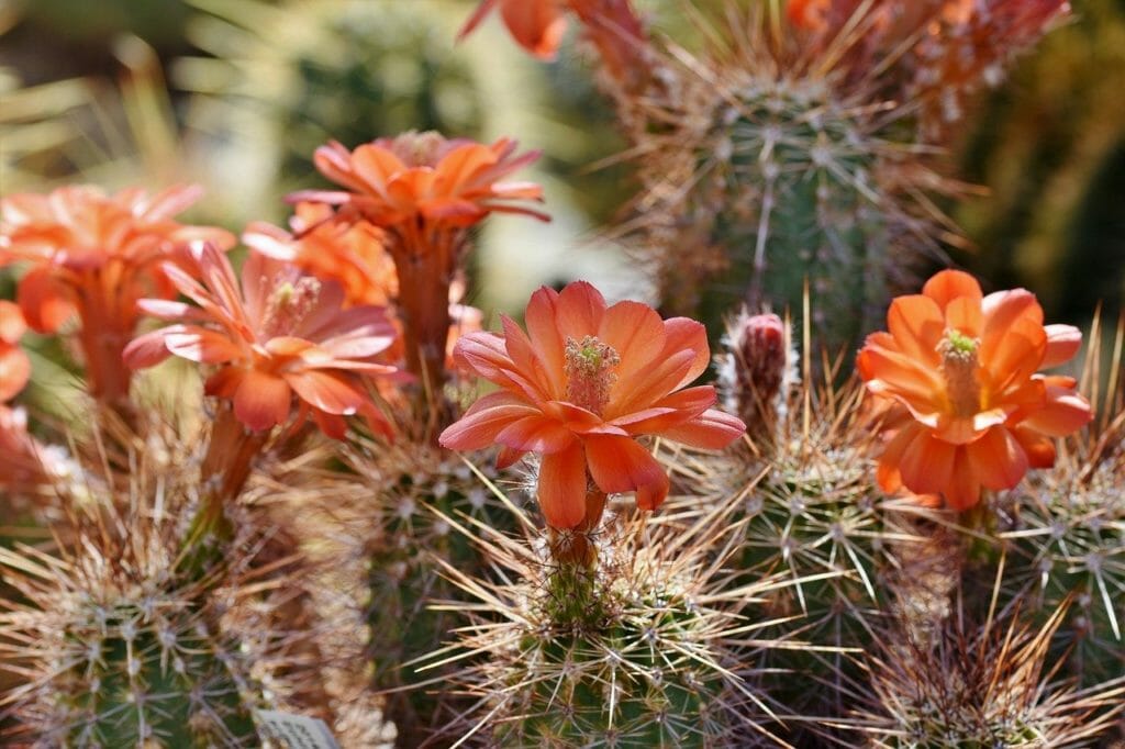 cactus, cactus blossom, blossom