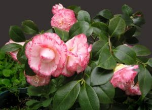 camellia, shrub, blooms