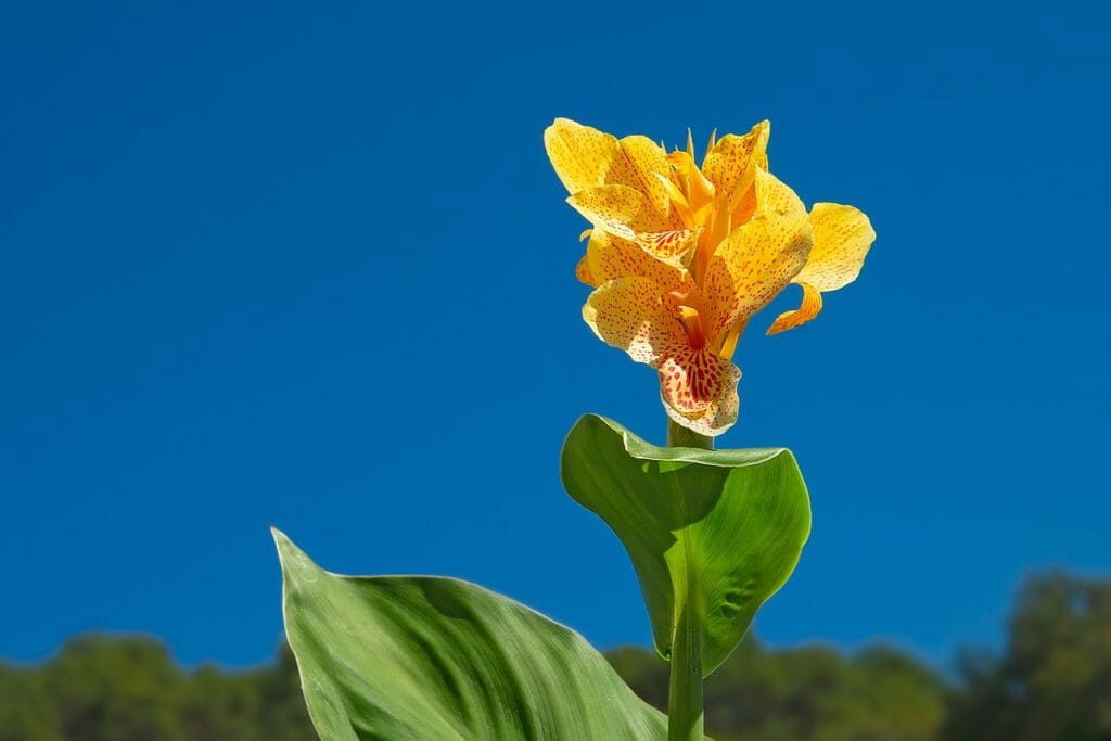 canna, flower, yellow