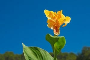 canna, flower, yellow
