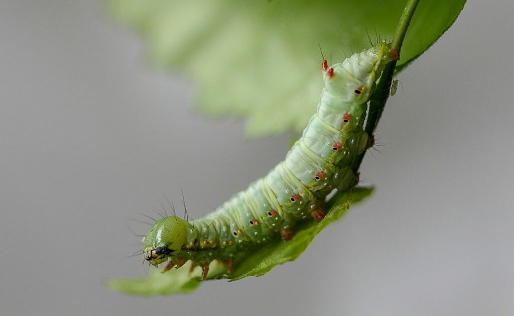 caterpillar, larva, moth