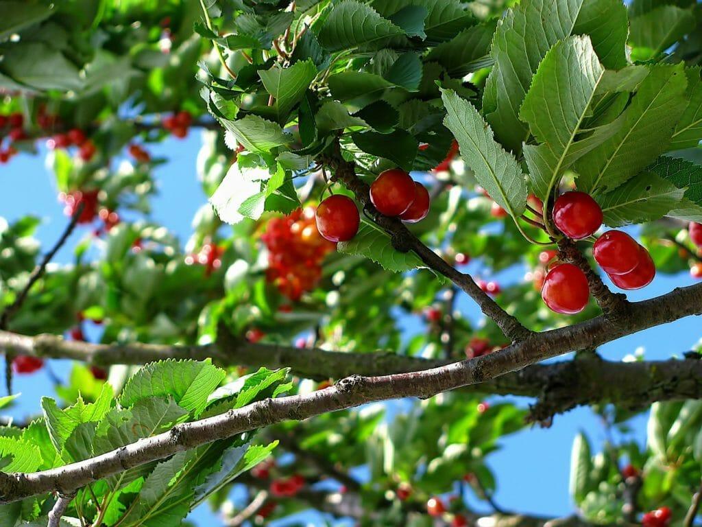 cherry, fruit, tree