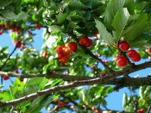 cherry, fruit, tree